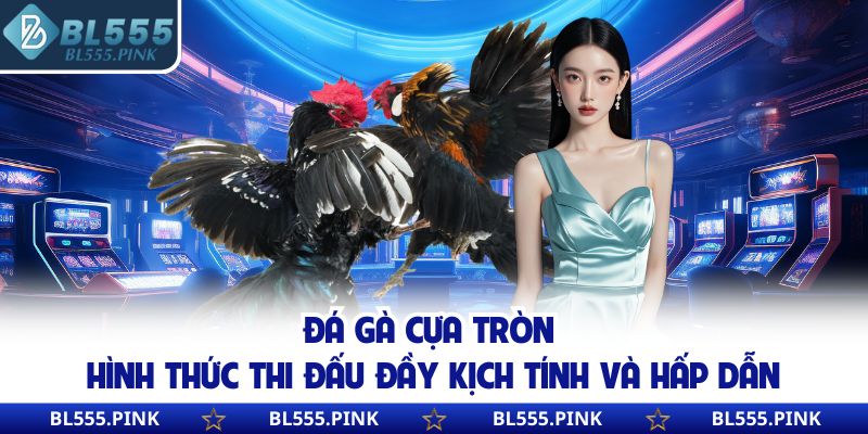 Đá gà cựa tròn hình thức thi đấu đầy kịch tính và hấp dẫn