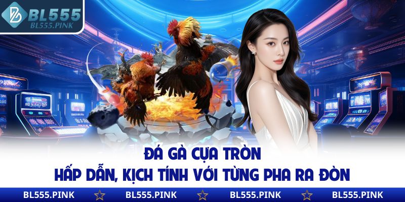 Đá Gà Cựa Tròn | Hấp Dẫn, Kịch Tính Với Từng Pha Ra Đòn